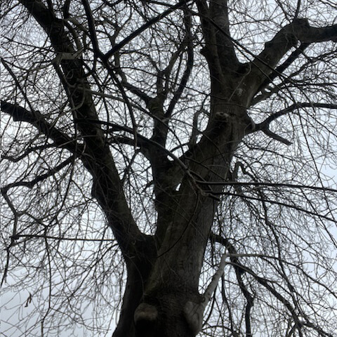 An Ash tree with bare branches