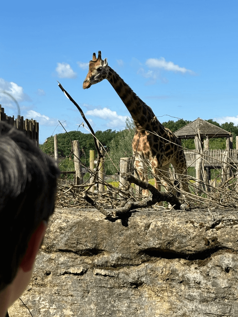 A close up of the back of a child's head looking at a giraffe