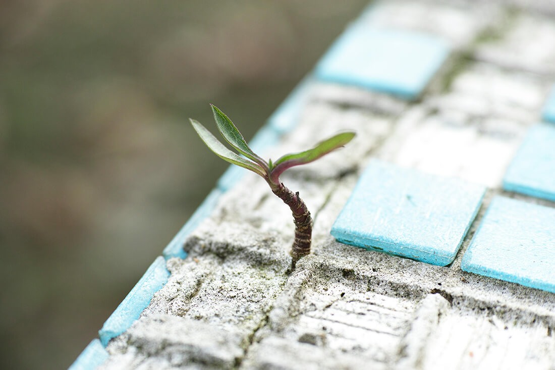 Plant shoot growing through concrete